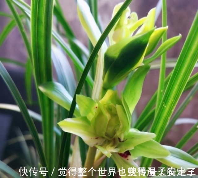 花色|喜欢兰花的,这个品种要入一盆,香气浓烈醇正,被誉为香花之王