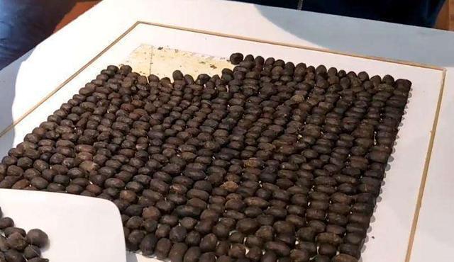 施肥|长寿花最喜欢这种肥,盆里埋一点,一年施肥麻烦都省了