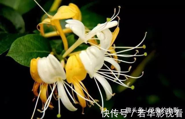 此花成双成对形影不离,酷似鸳鸯对舞,是镇宅驱邪的著名花卉