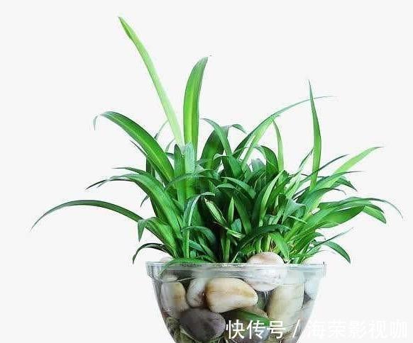 水培吊兰|水培吊兰有技巧,避开“萝卜根”,长成“白胡须”,油绿又健壮!
