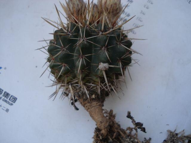 仙人球中的开花“战斗鸡”,5块钱一盆,四季开花不停,值的拥有