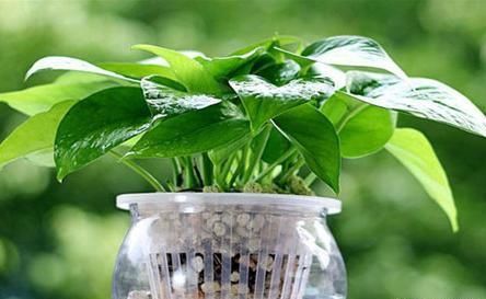 绿萝会开花吗？