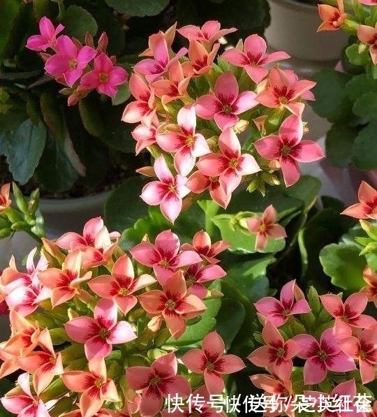 冬天如何使用“磷酸二氢钾”给长寿花促花？