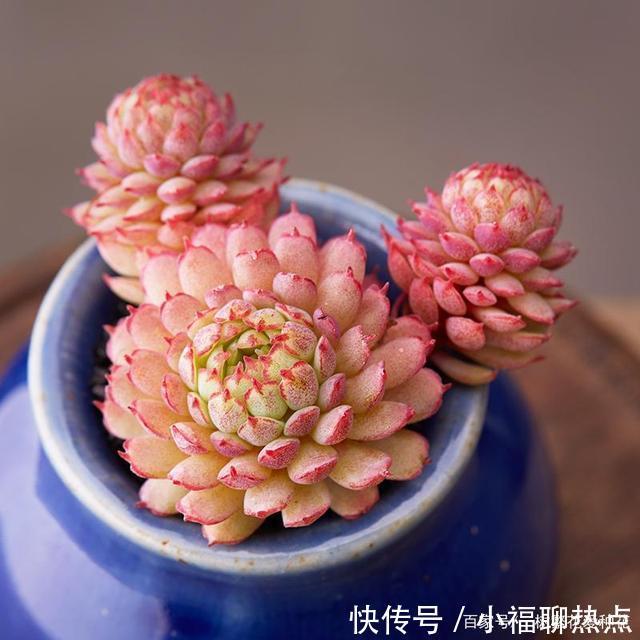 这10种多肉不太好养,爱黑腐、化水,养起来没有成就感