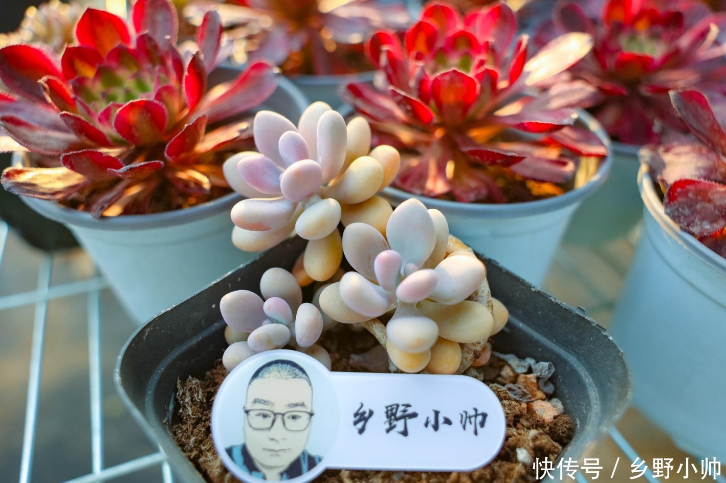 花盆不够怎么办？ 肉肉地载也很美，小帅告诉你多肉地载的注意事项