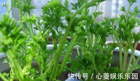 胡萝卜素|3种蔬菜,被称为“补血菜”,阳台盆栽上几盆,足足吃一年!