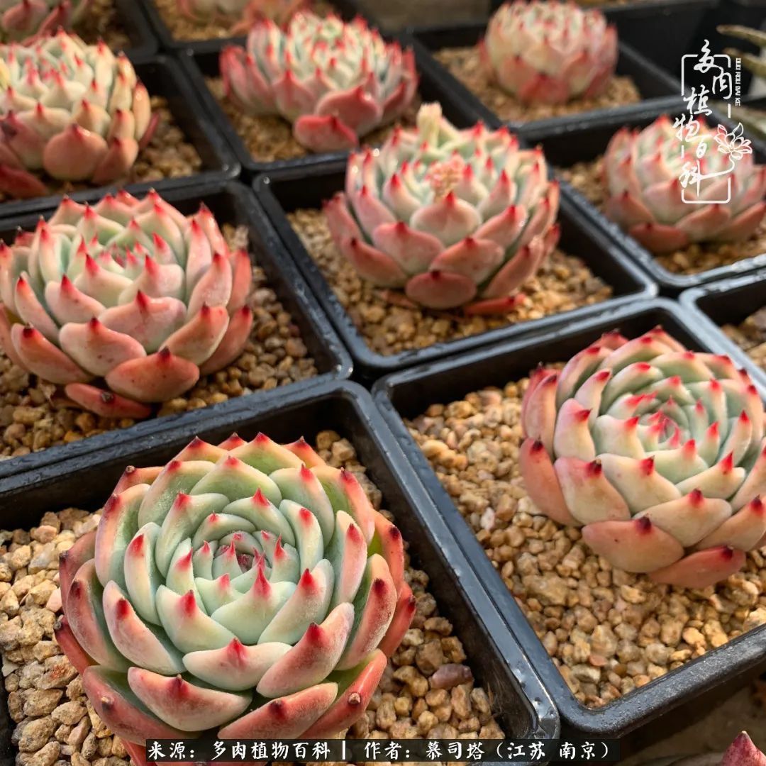 当多肉小白磕上吉娃娃！把自己都要美哭了！