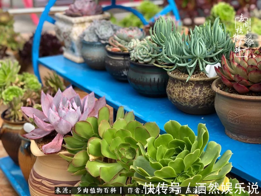 肉友|深秋里，种多肉、赏多肉、会肉友，马不停蹄快乐多！