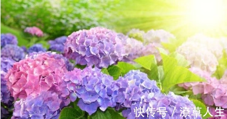 养花就养4种花,家里养一盆,开花漂亮花期长,不易生病好养护