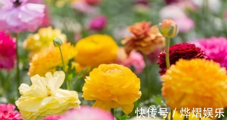 毛茛|家庭养花成片种花毛茛,调剂好这3大因素,一开就一片花