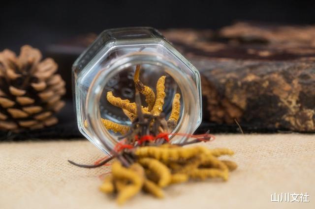 被称为“神药”的冬虫夏草,如何走下了神坛专家给出最好的解释