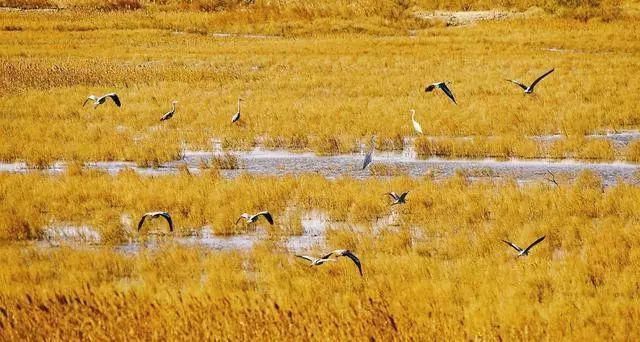 中国最美六大沼泽湿地,养在深闺无人识,去过的都惊叹不已