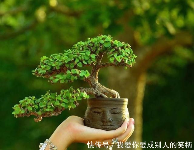 什么发财树,平安树,不如这2种“老树”好养,大气,富贵又镇宅!