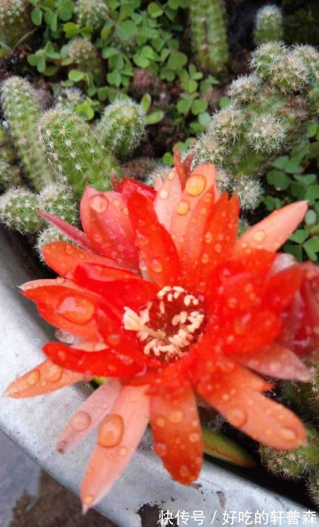 “毛毛虫”仙人指,随便养养就可以爆盆,花色艳丽,煞是好看