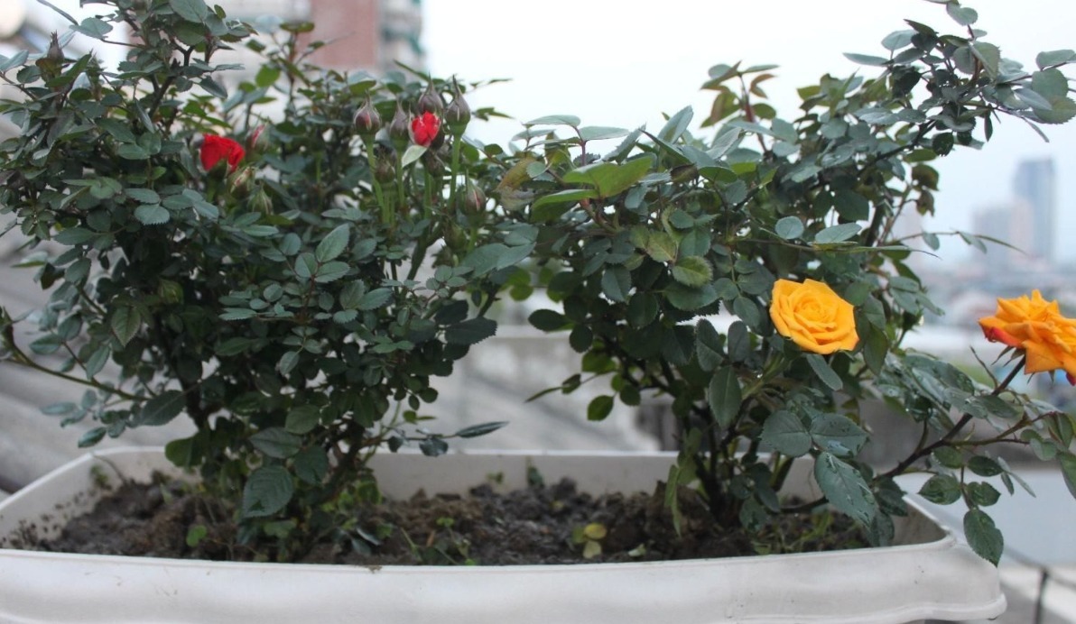 新手月季种植手册,修剪、病害防治等教程,种月季不再难