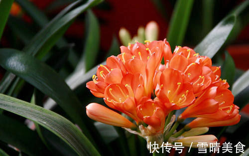 枝头|盆里扔2样东西,虫子全死光,叶子油光瓦亮,花苞挂满枝头!