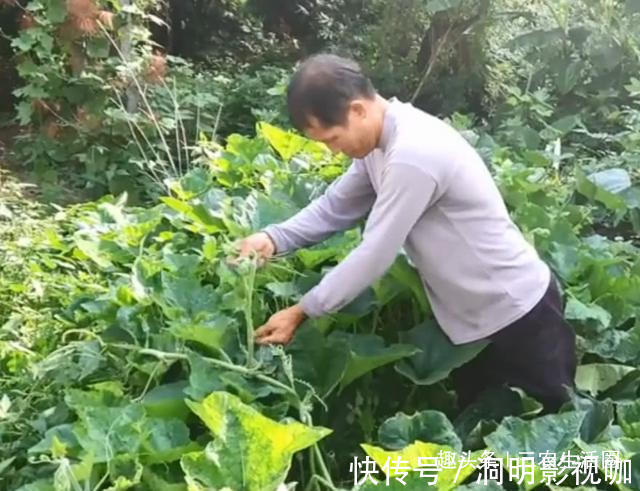 美味|农村南瓜地里的一种美味,一百多条才能炒一盘,吃起来很鲜嫩可口