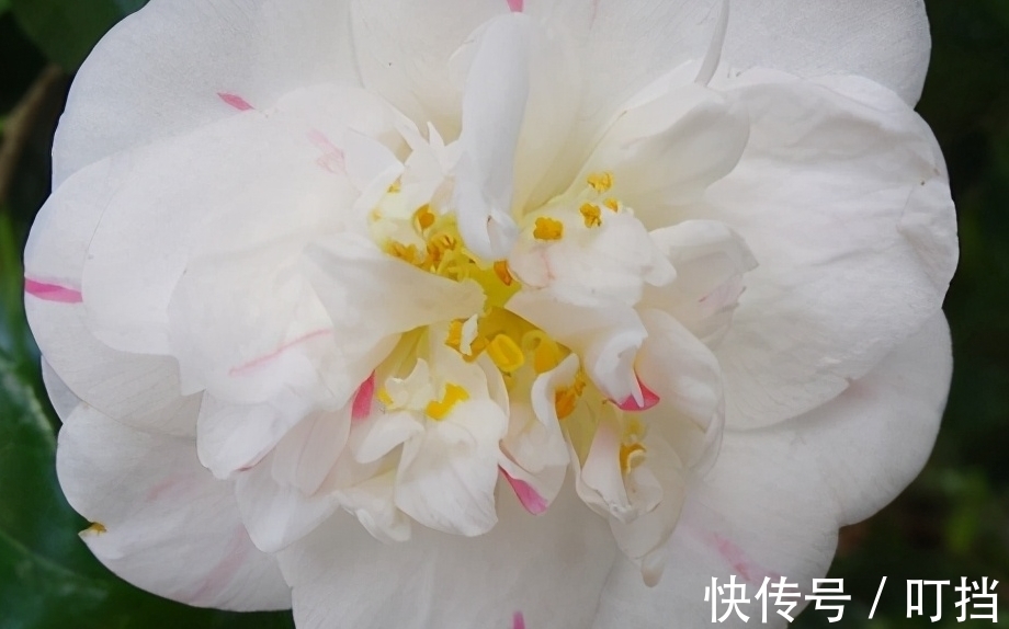 盘点白茶花的三大品种,纯白剔透,你见过么