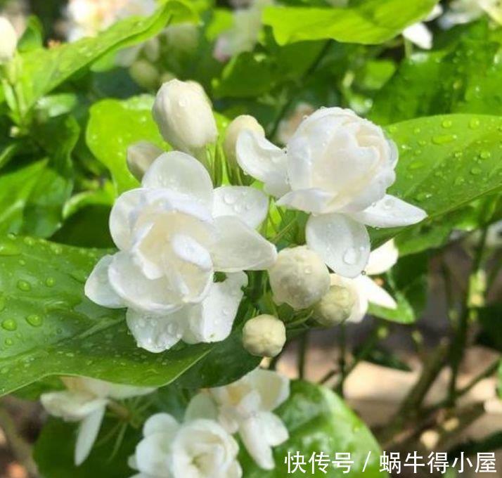 聪明人都养4种花,沾土就活,给点阳光就灿烂,开花不断!