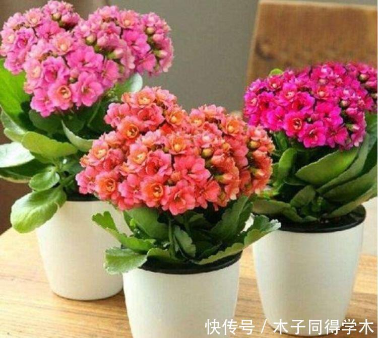 观赏价值|几款艳丽的花卉，漂亮又好闻，养几盆家里变花海！