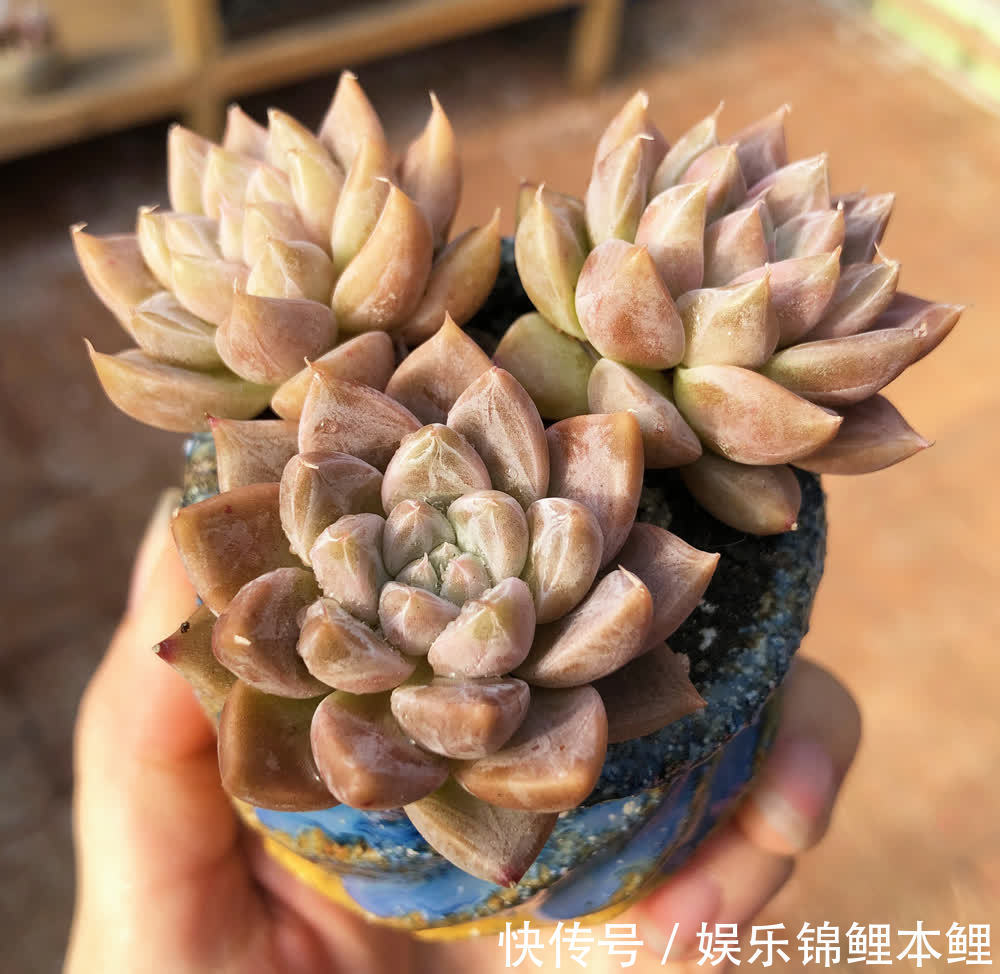 育苗|秋季天转凉,拿多肉的枝条、叶子来扦插育苗,好操作又成活率高