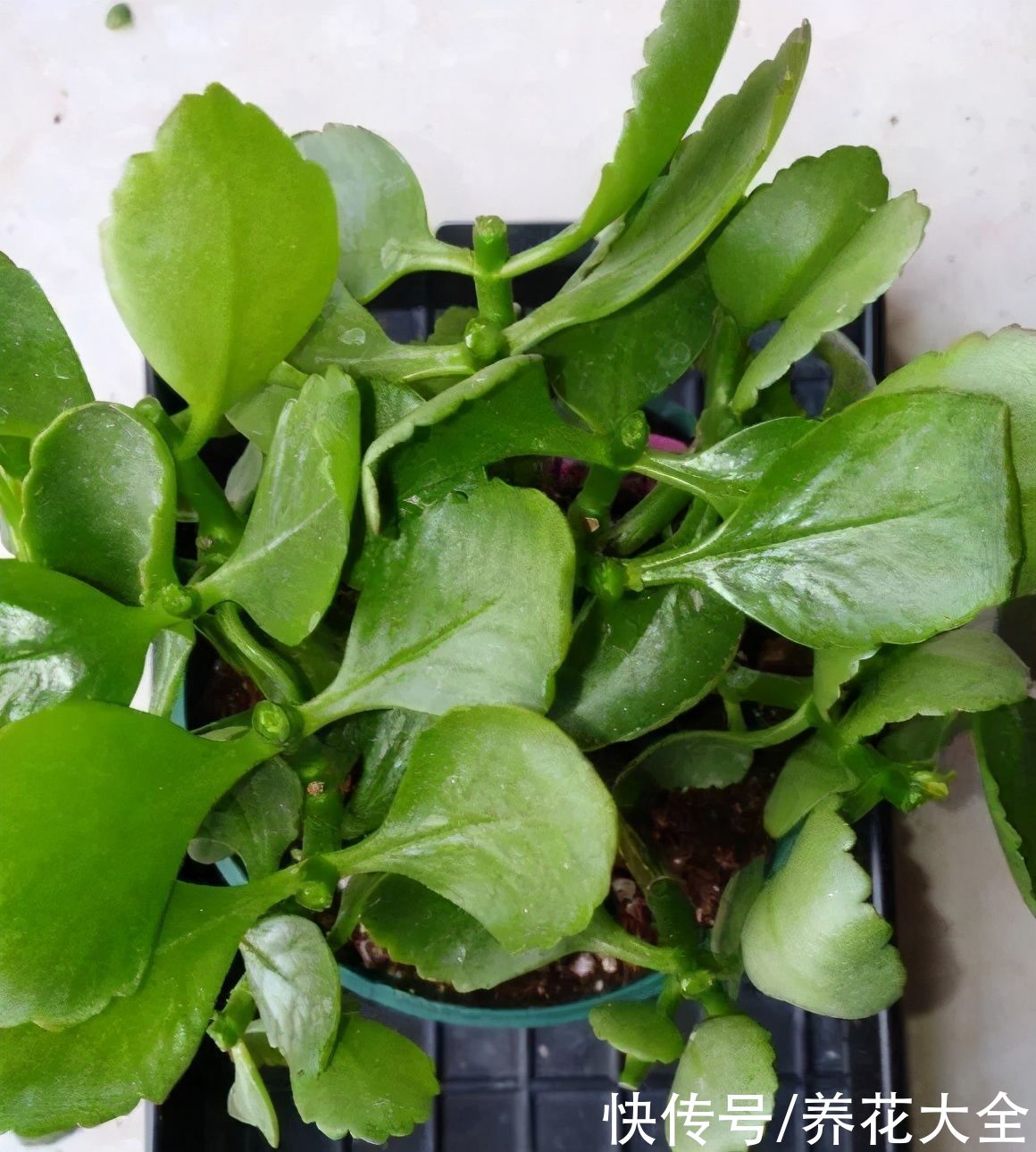 给花浇水掺点白醋，植物根比萝卜还粗，健壮不黄叶