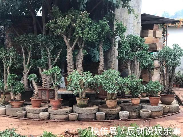 7种“富贵花”,客厅养一盆很合适,越养越值钱,能活一百年