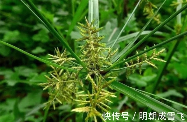 本草衍义补遗|农村这种不起眼的野草，长得像“蚕蛹”，但它价值珍贵，8块一斤