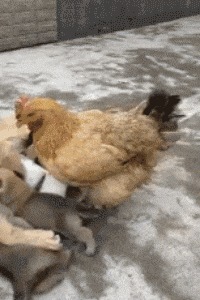 |搞笑GIF：姑娘真的好漂亮，找个这样的女朋友还不错吧！