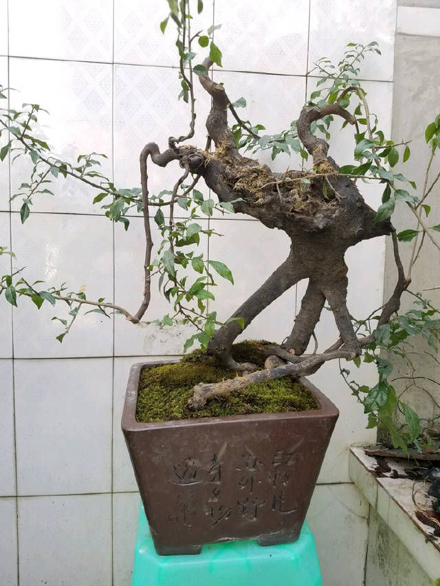 舍利|到园艺师家里做客,欣赏到了很多精品盆景,一起来感受盆景的魅力