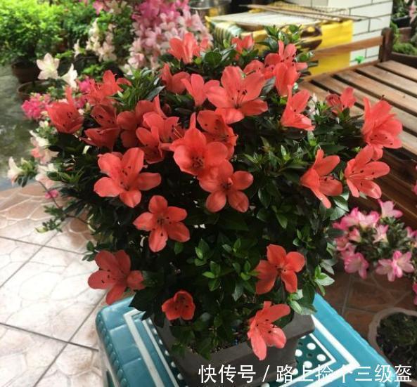 花期|养杜鹃花必备3种肥,选对时间给它用,叶子油绿茂盛,花期开爆盆