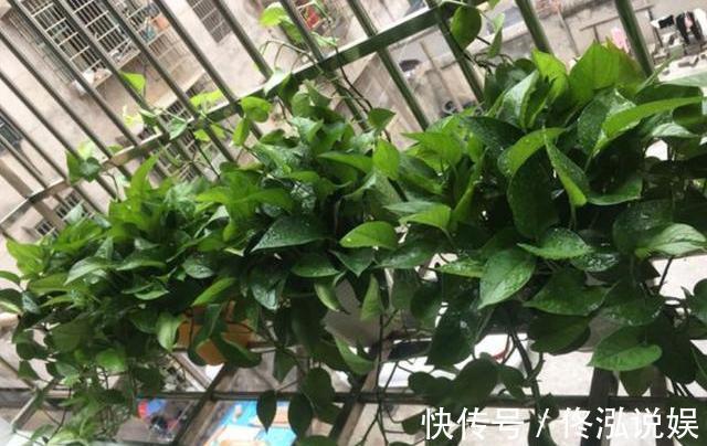 家庭养绿萝,不用买一堆肥,几种“废料”凑一起,绿萝疯长2米长