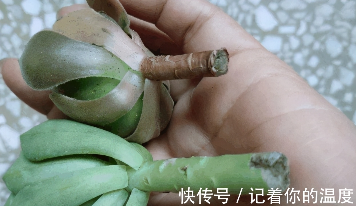 多肉叶子想长成小苗,为养花人,上盆前后要多提防“不当之举”