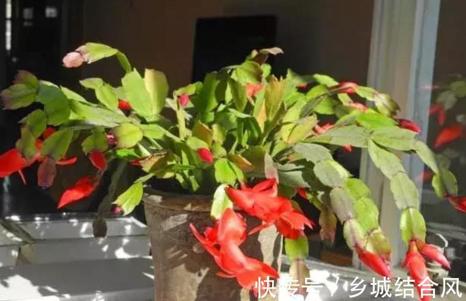 鸿运当头的蟹爪兰,用这些小妙招可以花开如海