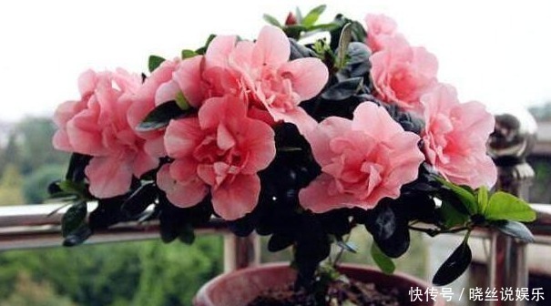 年头|家里养上“3种花”,从年头“香”到年尾,阳台变花海,太美了