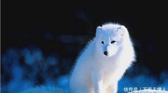 女狐|白话聊斋:别以为休妻没人管,休妻有何报应,女狐告诉你