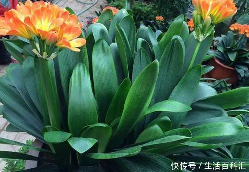 最合适|家里养君子兰,用什么花盆最合适?看完你就知道了!
