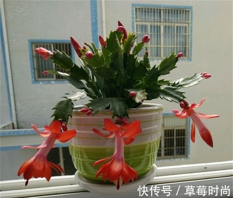 它是养花的“万能肥”,含植物所需的8大种氨基酸,养啥花都旺