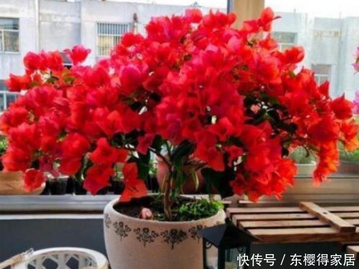 4种花好养又漂亮,花朵大花期长,一开就是300多天!