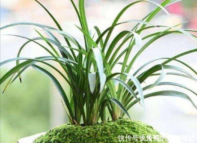 潮湿|养盆景，怎样才能在盆面上长出青苔，增加观赏性！