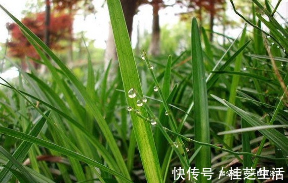 抗衰老|天然“护血管药”找到了,用它泡水喝,降压抗癌,抗衰老,防感冒