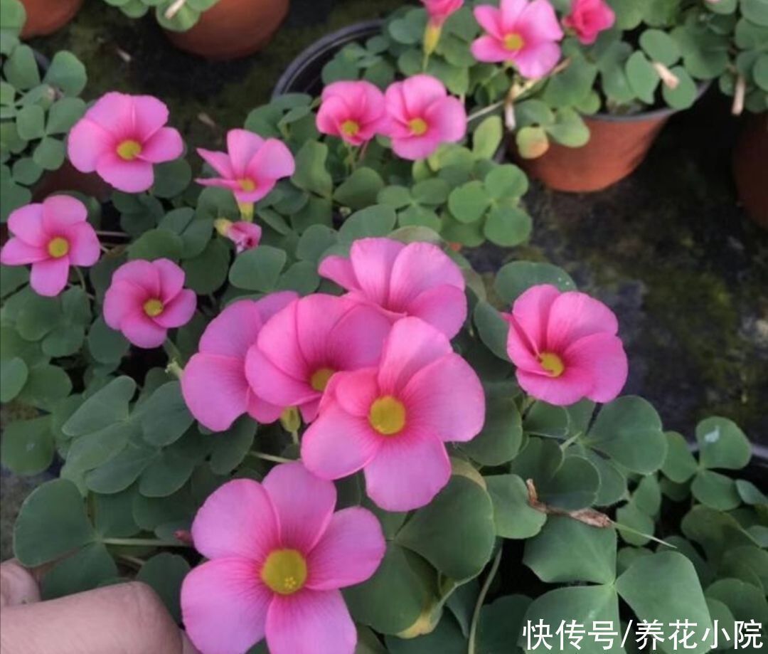 3种普通的“小草”,也能养成美观小盆景,精致小巧生机盎然