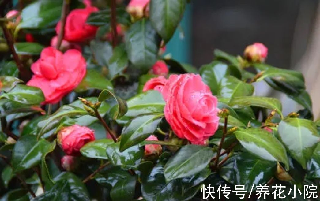 5种花公认的“难养”,总是黄叶枯萎,新手养不好