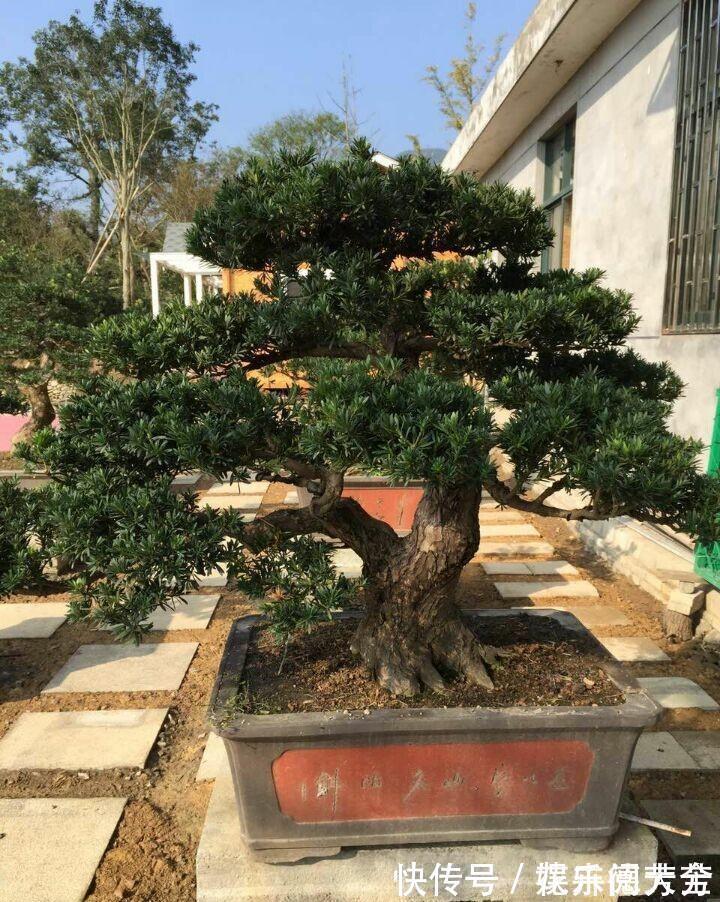 罗汉松|7种“转运花”,家里养一盆,漂亮又吉利,还有好运气