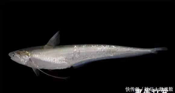 河鲀|中国最贵的鱼,一个吃不起一个不敢吃,还有一个吃没了