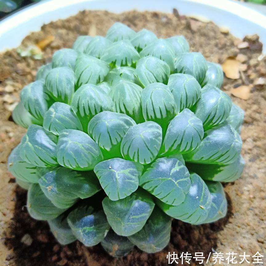 不耐晒的多肉，看看你家的有没有上榜，赶紧从太阳底下收起来