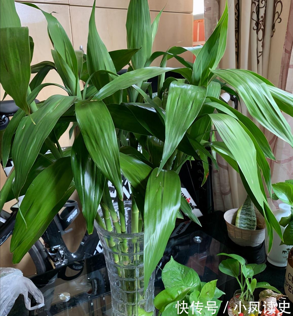 6种“富贵花”天生怕晒,客厅没光照,照样开满花,吉利旺家