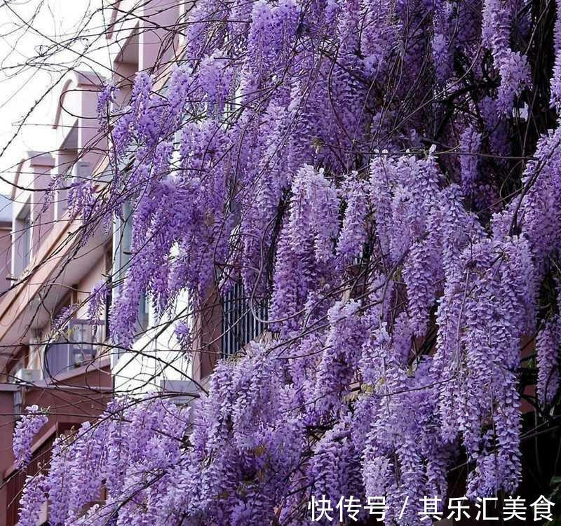 藤花|邻居阿姨真能干，小院养3种“爬藤花”，每年花开满院，太美了