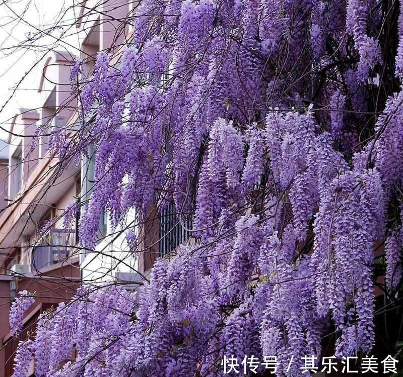 邻居阿姨真能干,小院养3种“爬藤花”,每年花开满院,太美了