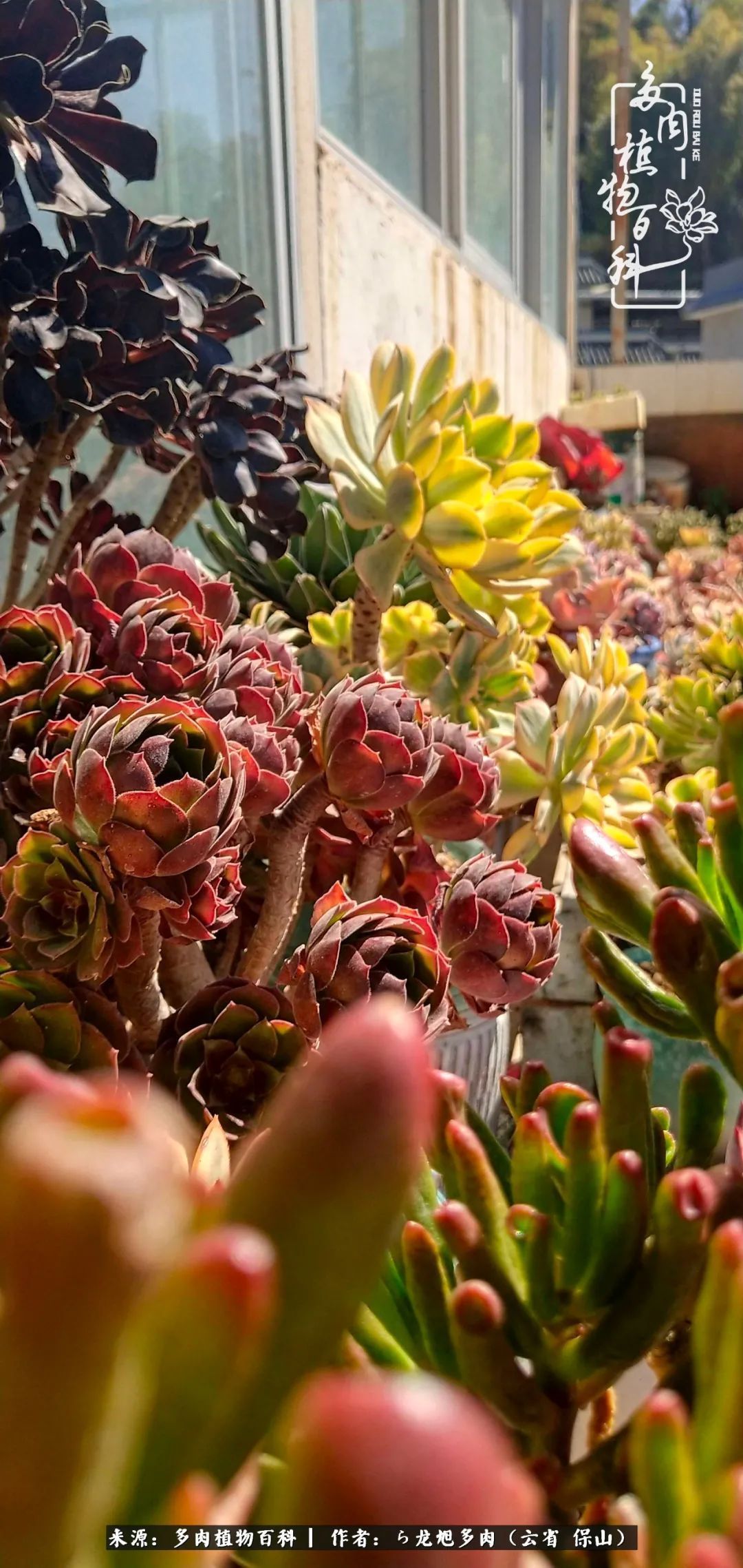 叶片|美了，美了！当秋天的风吹向你我的多肉！